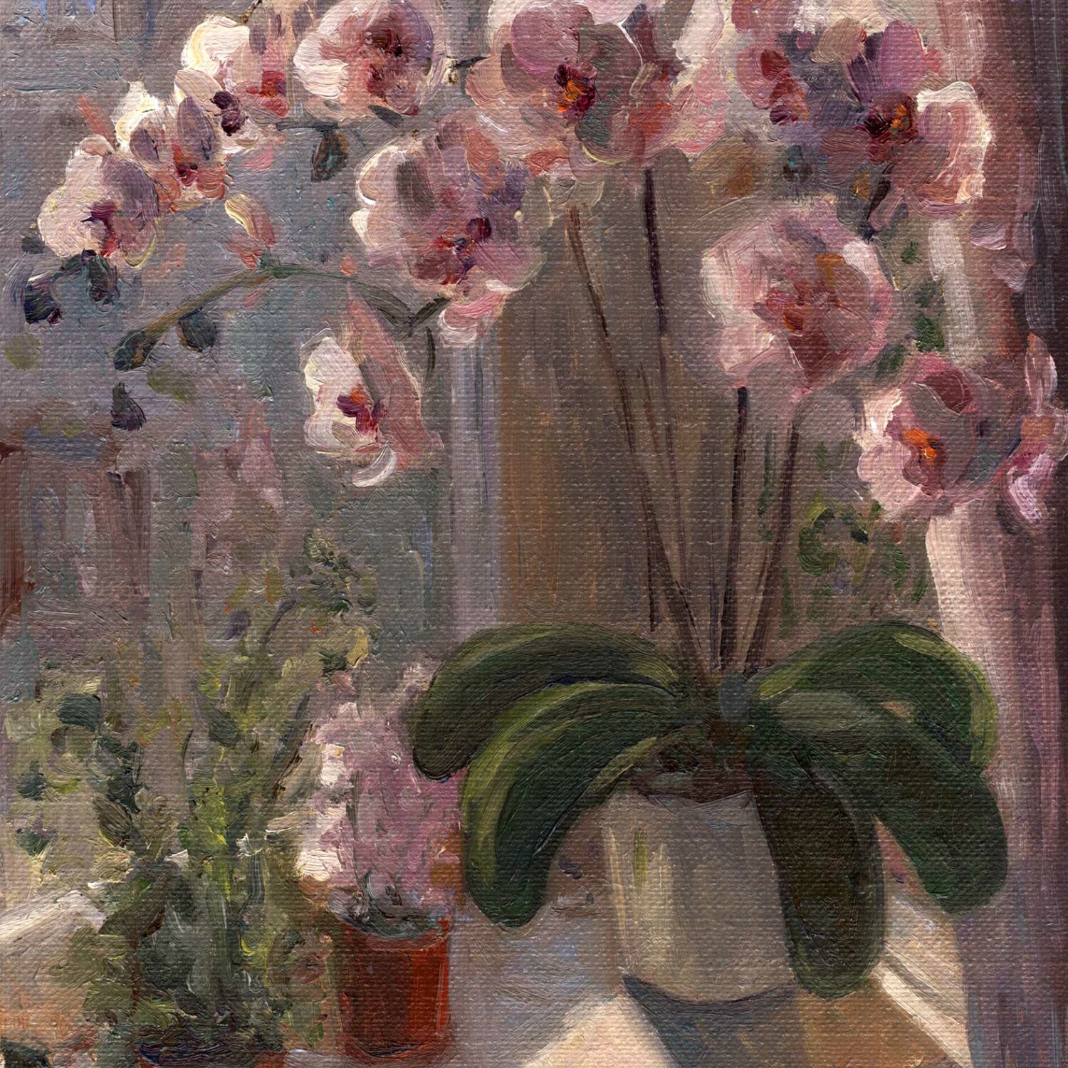 Orchid by the window